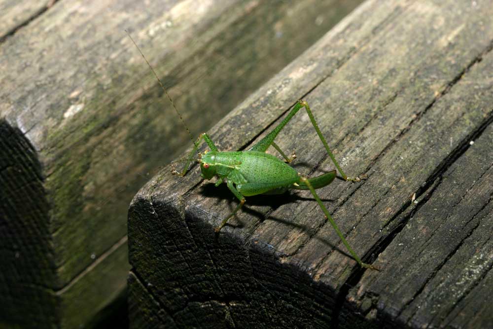 Identificazione ortottero 1